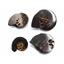 Ammonite Hoploscaphites Lot of 4 Fossil Montana 100 MYO w/label #17549