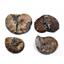 Ammonite Hoploscaphites Lot of 4 Fossil Montana 100 MYO w/label #17550