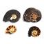 Ammonite Hoploscaphites Lot of 4 Fossil Montana 100 MYO w/label #17552
