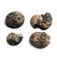 Ammonite Hoploscaphites Lot of 4 Fossil Montana 100 MYO w/label #17553