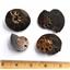 Ammonite Hoploscaphites Lot of 4 Fossil Montana 100 MYO w/label #17553