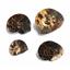 Ammonite Hoploscaphites Lot of 4 Fossil Montana 100 MYO w/label #17554