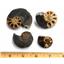 Ammonite Hoploscaphites Lot of 4 Fossil Montana 100 MYO w/label #17556