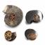 Ammonite Hoploscaphites Lot of 4 Fossil Montana 100 MYO w/label #17557