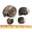 Ammonite Hoploscaphites Lot of 4 Fossil Montana 100 MYO w/label #17557