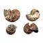 Ammonite Hoploscaphites Lot of 4 Fossil Montana 100 MYO w/label #17561
