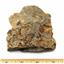 Lot of Cretaceous Shark Tooth Fossils in Matrix Carlile Shale 93 MYO #17563