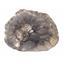 Ammonite Fossil 7 1/2 inches #17579