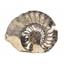 Ammonite Fossil 11 1/2 inches #17580