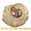Ammonite Fossil 5 1/2 inches #17585