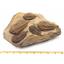 Sokhretia Trilobite Fossils Morocco 450 MYO #17587