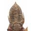 Sokhretia Trilobite Fossils Morocco 450 MYO #17588