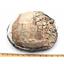 TURTLE Fossil Unprepared 30 Million Years Old #17594