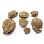 Lot of Pecten Bivalve Fossils Santa Ana Canyon California #17609