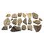 Lot of Fossil Leaves from Bonanza, Utah  #17610