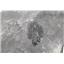 Lot of Unprepared Elrathia Kingi Trilobite Fossils #17611