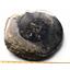 Ammonite Fossil 10 inches #17612
