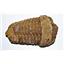 Flexicalymene TRILOBITE 2-3 Inch "B" Grade REAL Fossil Morocco 450 MYO #14338