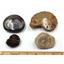 Ammonite, Nautilus & Goniatite Aquatic Fossil Lot - 17052