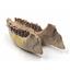 Hyracodon Lower Jaw Fossil 30 Mil Yrs Old #17937