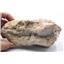 Oreodont Skull Fossil 30 Million Years Old #17938