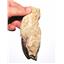 Mosasaur Dinosaur Tooth Extra Large in Matrix Fossil E60 #17956