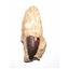 Mosasaur Dinosaur Tooth Extra Large in Matrix Fossil E60 #17956