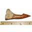 Onchopristis Vertebra & Tooth Fossil 3 inches w/COA 100 MYO  E129 #17968