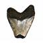 Megalodon Tooth Fossil Shark 3.981 inches-Up to 25 Million Years Old E404 #17973