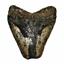 Megalodon Tooth Fossil Shark 3.981 inches-Up to 25 Million Years Old E404 #17973