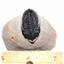 Trilobite Baby Metacanthina Fossil Morocco 390 Million Years old #13830