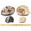 Ammonite, Nautilus & Goniatite Fossil Lot (6 pieces) #17037 77o