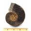 Ammonite, Nautilus & Goniatite Fossil Lot (6 pieces) #17037 77o