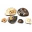 Ammonite, Nautilus & Goniatite Fossil Lot (6 pieces) #17038 68o