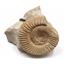 Perisphinctes Ammonite Fossil Jurassic 160 MYO Bavaria, West Germany #17076 21o