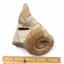 Perisphinctes Ammonite Fossil Jurassic 160 MYO Bavaria, West Germany #17076 21o