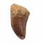 Mosasaur Dinosaur Tooth Fossil 1.887 in w/ Info Card MDB #17233 15o