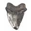 Megalodon Tooth Fossil Shark 5.502 inches -17172