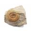 Perisphinctes Ammonite Fossil- Bavaria, West Germany -17079