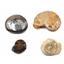 Ammonite, Nautilus & Goniatite Aquatic Fossil Lot - 17052
