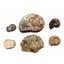 Lot of Fossils Goniatite, Ammonite, Nautilus (6 pieces) 17028