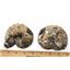 Ammonite Hoploscaphites Split Polished Fossil Montana 100 MYO w/label #18024