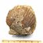 Lot of Pecten Bivalve Fossils Santa Ana Canyon California #18035