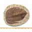 Trilobite Andalusiana Large Moroccan Fossil 520 Million Yrs Old #18039