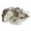Unprepared Leptauchenia Oreodont Skull Fossil #18053