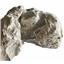 Unprepared Leptauchenia Oreodont Skull Fossil #18053