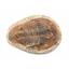 Trilobite Andalusiana Large Moroccan Fossil 520 Million Yrs Old #18065