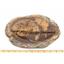 Trilobite Andalusiana Large Moroccan Fossil 520 Million Yrs Old #18066