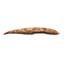 HYBODUS Shark Dorsal Fin Spine Real Fossil 7 inch 18077