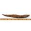 HYBODUS Shark Dorsal Fin Spine Real Fossil 7 inch 18077